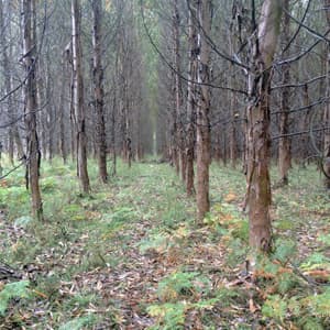 Plantas Forestales - Viveros Mañente