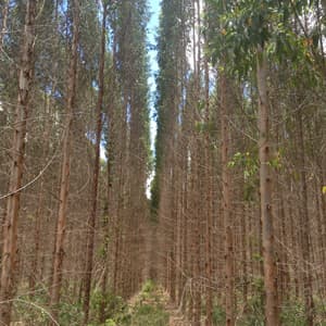 Plantas Forestales - Viveros Mañente