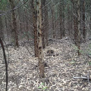 Plantas Forestales - Viveros Mañente