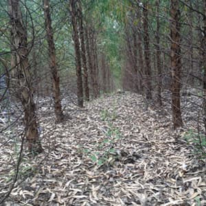 Plantas Forestales - Viveros Mañente