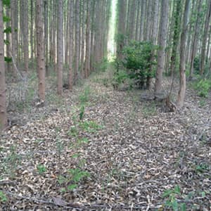 Plantas Forestales - Viveros Mañente